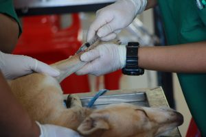dog lying on surgery table getting an i.v. for surgery